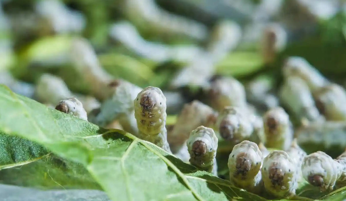 桑蚕一代杂交种